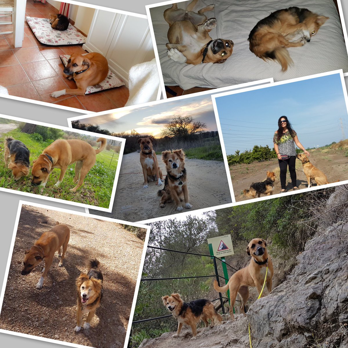 Gaia fell asleep yesterday forever. 💔 Years of medication and side effects took a toll on her organs, so I had to let her go. She’s in dog heaven now, where her best buddy Koki has been waiting for her for 7 years. Both were rescues, but if Gaia knew how much she rescued me…