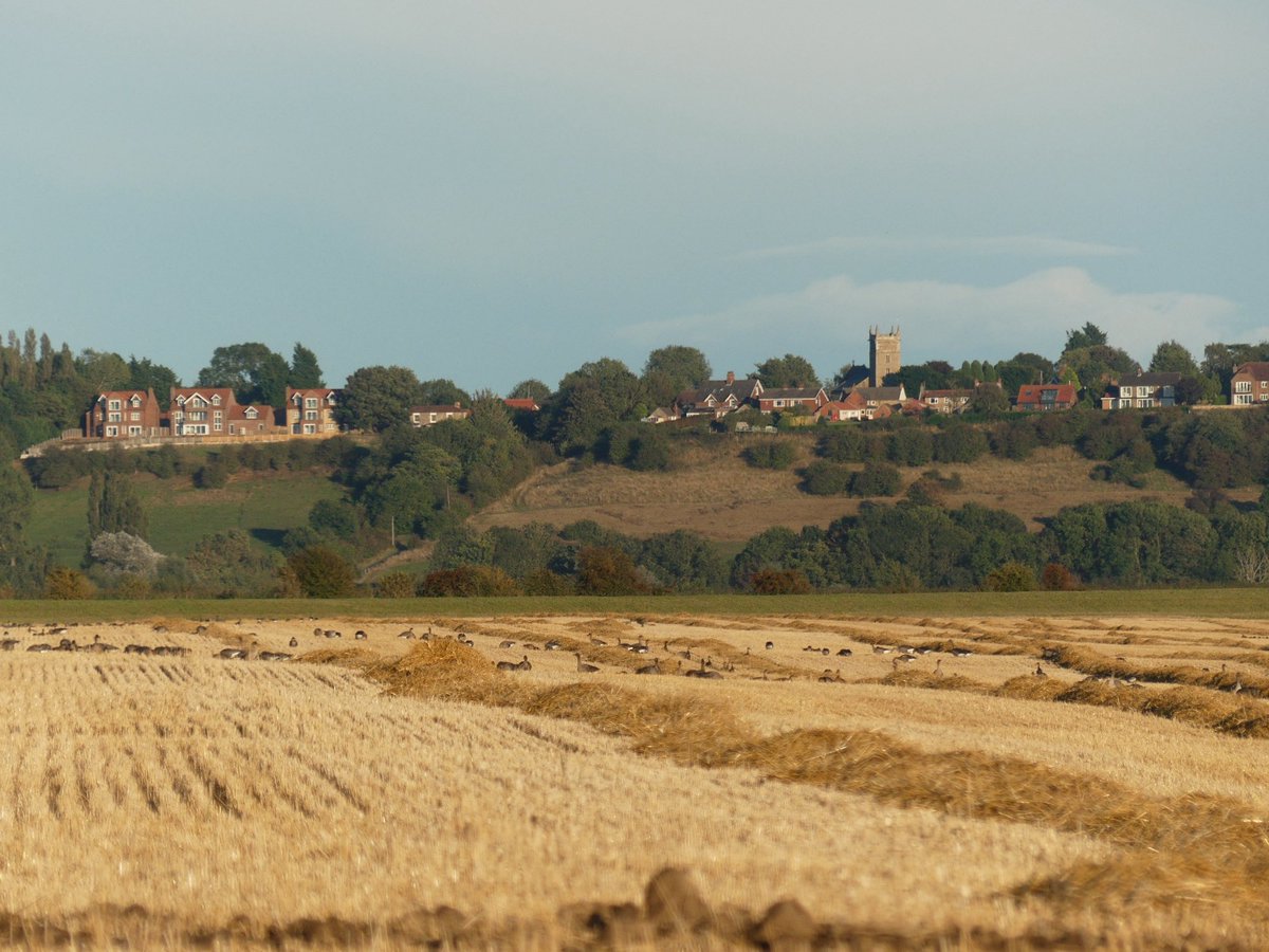 Pink footed geese numbers rapidly increasing on Humber after first arrivals at the weekend at least 1400 in stubble fields adjacent to ⁦<a href="/Blacktoft_Sands/">RSPB Blacktoft Sands and the Humber</a>⁩ this evening ⁦<a href="/humbernature/">Humber Nature Partnership</a>⁩