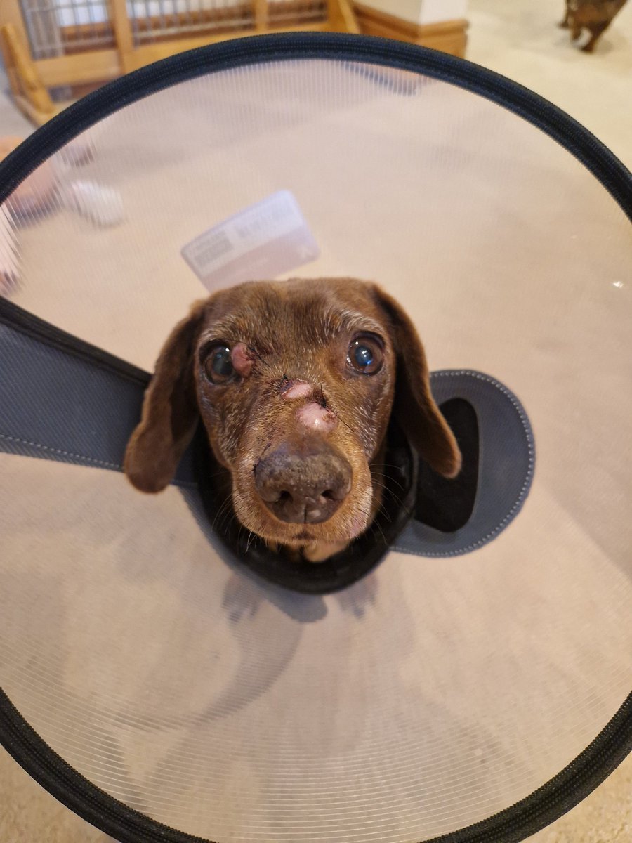 Sorry for the radio silence. This is the face of someone who had to have biopsies under anaesthetic today as the lumps all over my face weren't improving. ☹️