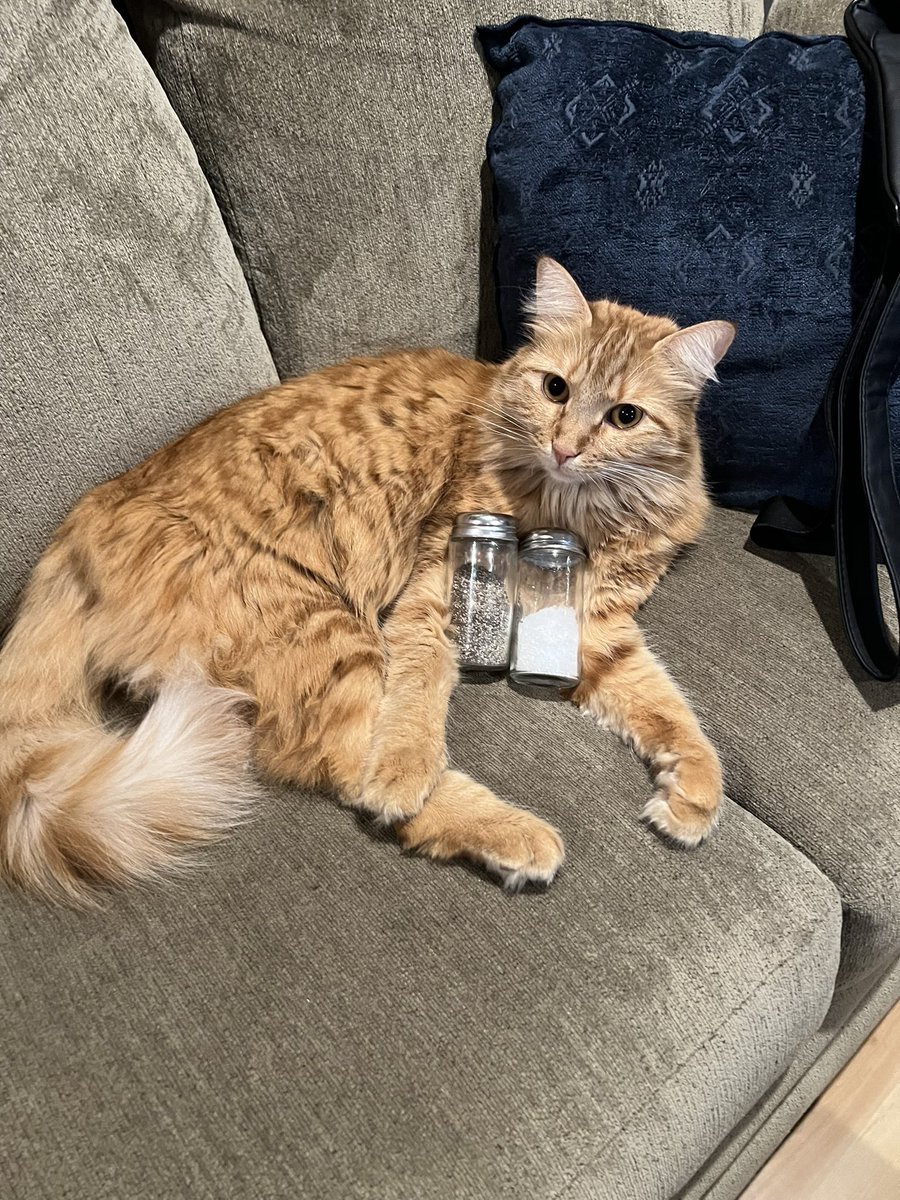 This is how Trump thinks people in Ohio get their pets ready for the day.