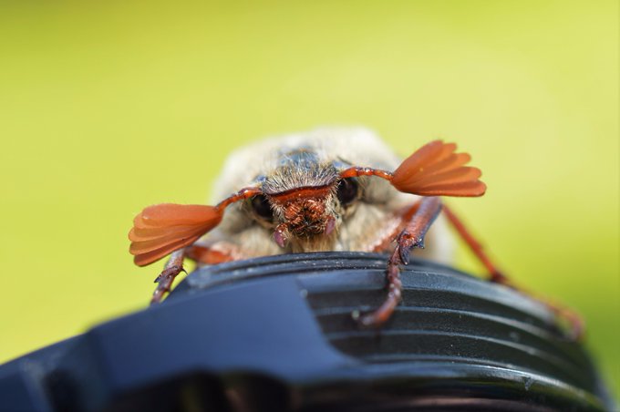 🚨Dataset Update🚨
We've had some great work been done lately on a number of different beetle species &amp; our Citizen Science Beetle Records dataset now has 2,432 records across 24 species. 

Huge thanks to Louise Garcia for all of her time and expertise validating these records.