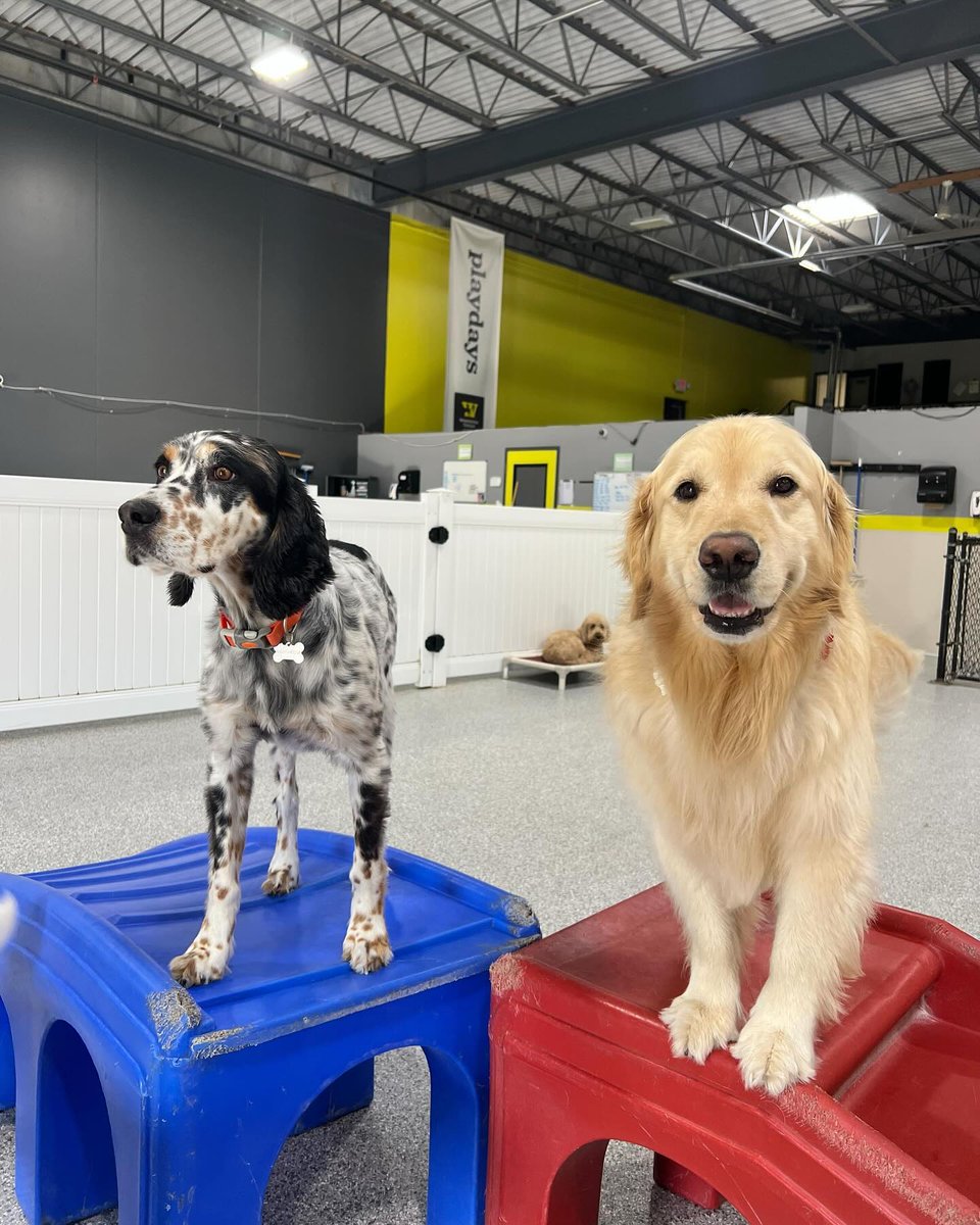 WaggingTailsPR's tweet image. Need your #dog out of the house, while the kids are at school? We've got you covered. Get the deets on our supervised #doggy daycare sessions here: bit.ly/3yTpqtS