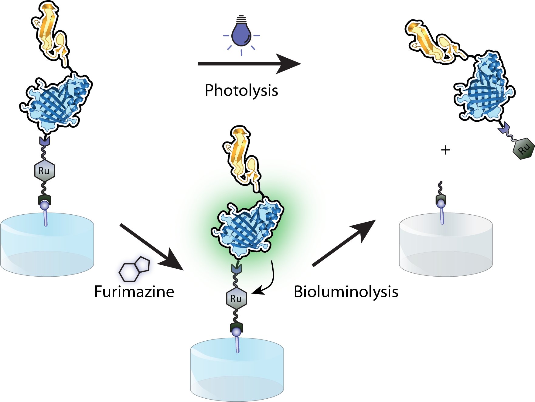 Phototriggered release of various cargos, including soluble protein factors and small molecules, has the potential to correct aberrant biological events by offering spatiotemporal control over local therapeutic levels. However, the poor penetration depth of light historically limits implementation to subdermal regions, necessitating alternative methods of light delivery to achieve the full potential of photodynamic therapeutic release. Here, we introduce a strategy exploiting bioluminescence resonance energy transfer (BRET)–an energy transfer process between light-emitting Nanoluciferase (NLuc) and a photosensitive acceptor molecule–to drive biomolecule release from hydrogel biomaterials.