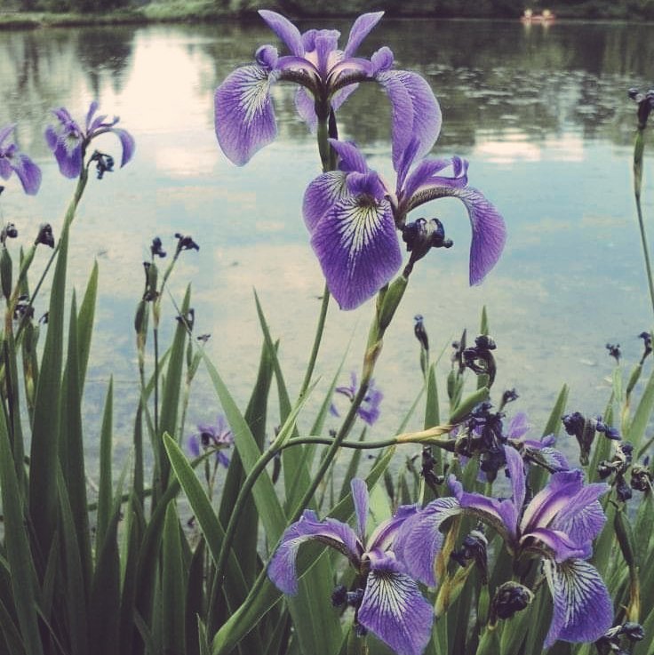 citrusonlips's tweet photo. Iris; the symbol of faith and hope.
                         ♡︎
#FlowersforHAN 
#HAN #한 #ハン @Stray_Kids https://t.co/VlPXhpwvcO