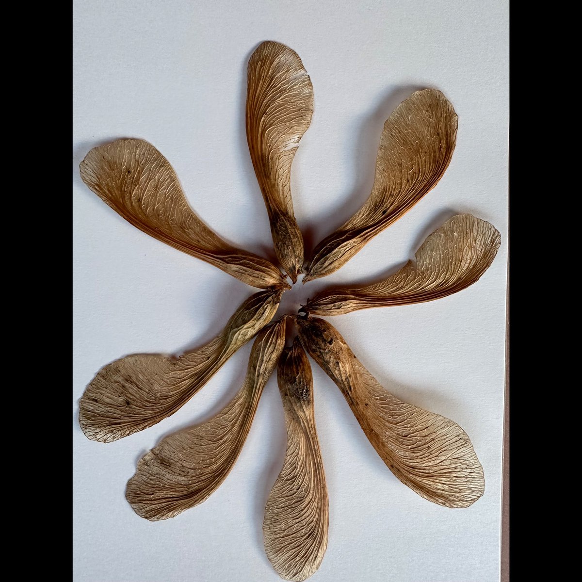 井上 鑑_RHAPSODIZE_2025 (@INOUE_AKIRA_TIL) / Posts / X