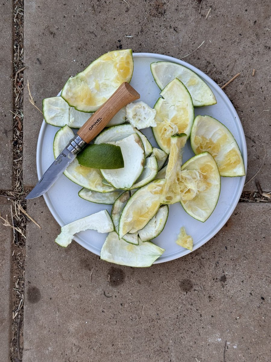 Autumn is here, and with it our amazing oranges. 🍊🇮🇱 . From coming Sunday you are welcome to come to our farm and enjoy 2024/25 Alluf Farm’s citrus production