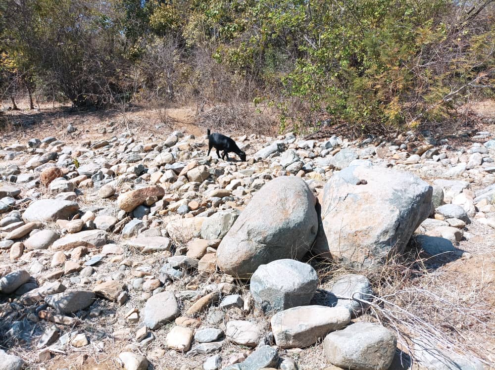 The Environmentalist tweet media