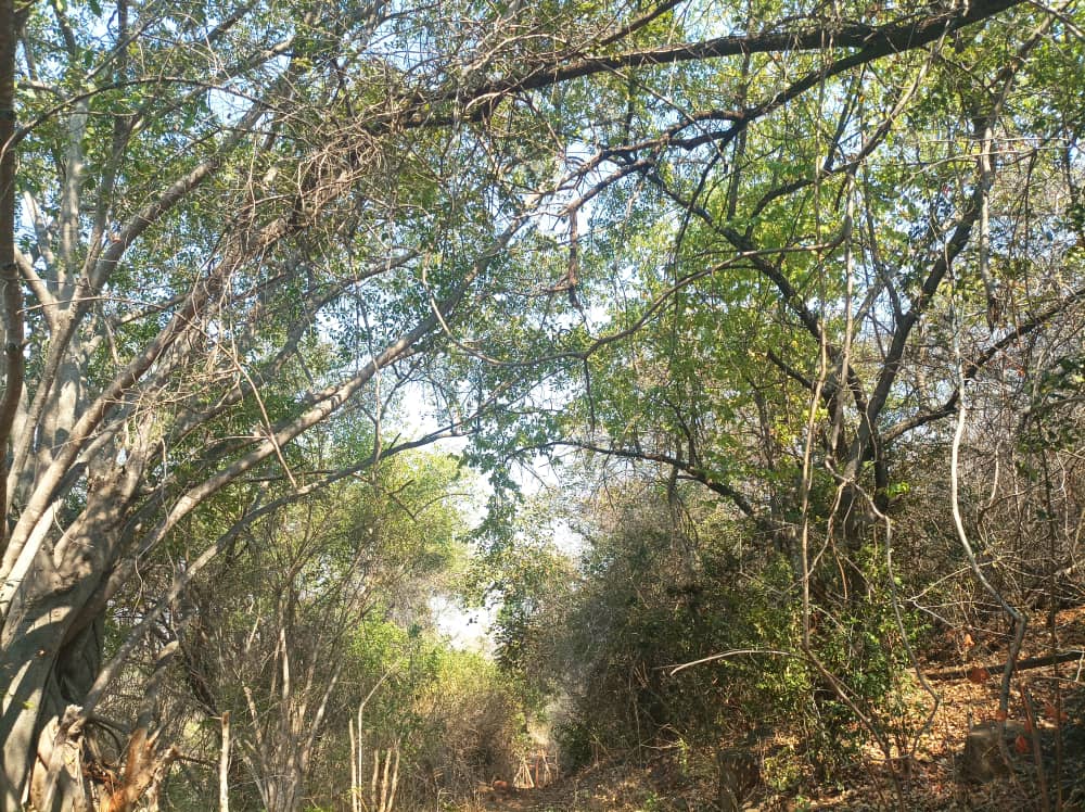 The Environmentalist tweet media