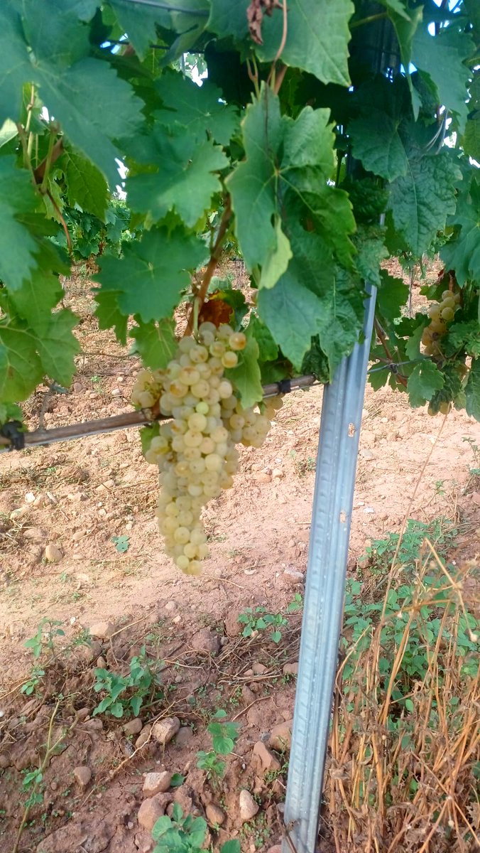 Sergio Ibáñez 🍇 tweet media