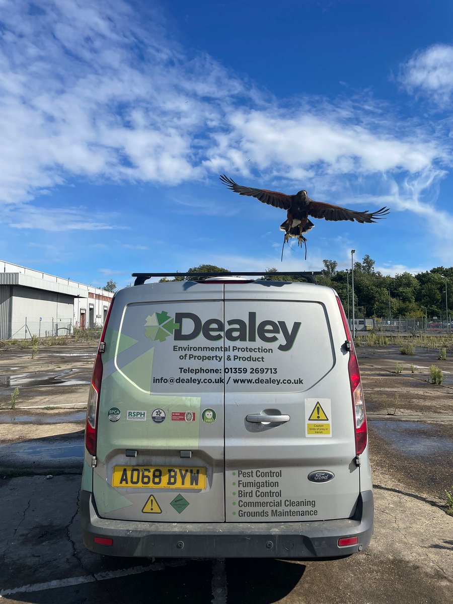dealeypest's tweet image. 💨 It&apos;s a windy one today, but our feathered team members are hard at work keeping pesky pigeons and seagulls at bay! They&apos;re no match for this weather or our expert falconry! 🦅 
#PestControl #BirdControl #Dealey