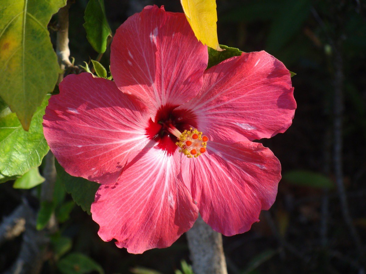 prtygal777's tweet photo. Hibiscus https://t.co/LdN6fAfCiz