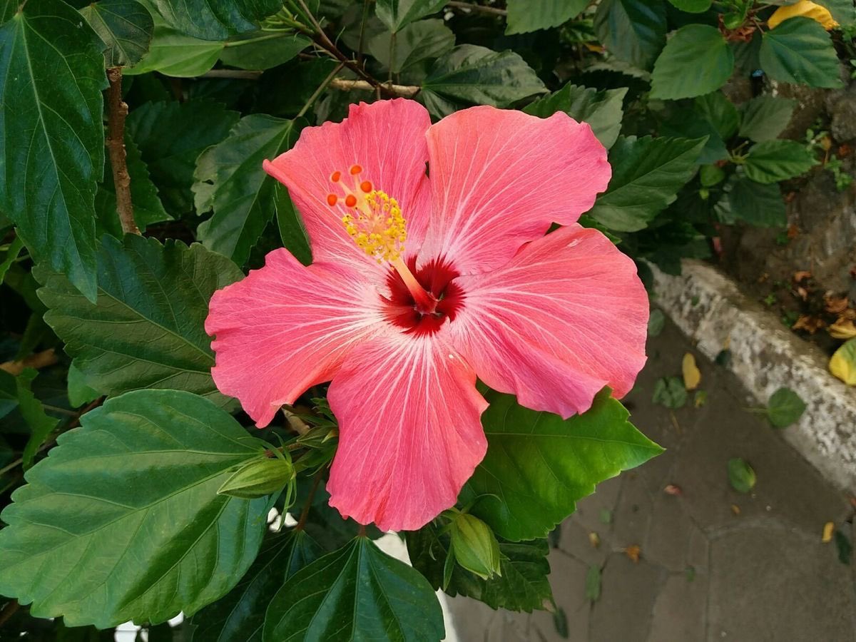 prtygal777's tweet photo. Hibiscus https://t.co/LdN6fAfCiz