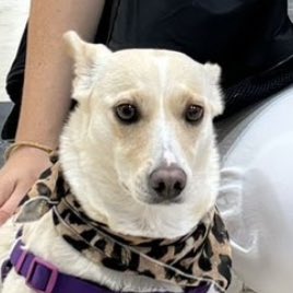 aiy ben nası rehperlik yapcam yaa bilmiomki almanca