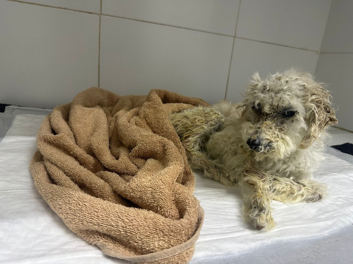 Si queres ser su madrina/ padrino para ayudar ▶️
 Tu granito de arena 
link.mercadopago.com.uy/caseconomicas
TRANSFERENCIAS📲
PREX N°prex 356071 
de Ayelen Almada.
📲 MI DINERO-7145886 📦 $-Giannina Ruiz.
📲 María reina- Santander- 001205046620 suc 02
VET UCIL(ITAU)📦$.-4874940 Cabrera Oscar