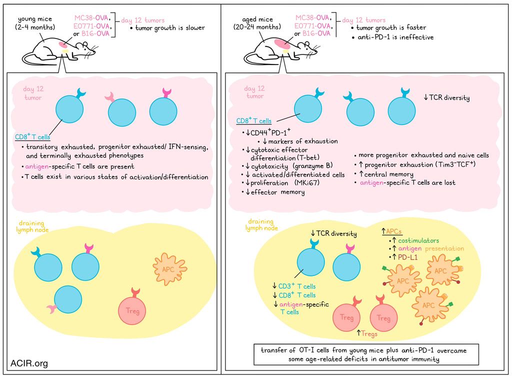 ACIR (@acir_org) on Twitter photo Georgiev and Han et al. recently identified age-related changes in the immune system that contribute to increased cancer progression and reduced responsiveness to immunotherapy bit.ly/3zhT77T <a href="/_petergeorgiev_/">Peter Georgiev</a> <a href="/alisoneringel/">Alison E Ringel</a> <a href="/ragoninstitute/">Ragon Institute</a> Georgiev and Han et al. recently identified age-related changes in the immune system that contribute to increased cancer progression and reduced responsiveness to immunotherapy bit.ly/3zhT77T <a href="/_petergeorgiev_/">Peter Georgiev</a> <a href="/alisoneringel/">Alison E Ringel</a> <a href="/ragoninstitute/">Ragon Institute</a>