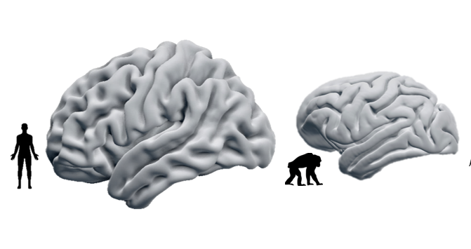 PNASNews's tweet photo. #Brain regions that make us #human also leave us vulnerable. In PNAS Journal Club: https://t.co/X6haRs90D9 #evolution #GrayMatter #chimpanzee #MRI #FrontalCortex #baboon #macaque https://t.co/jcI09vGk62