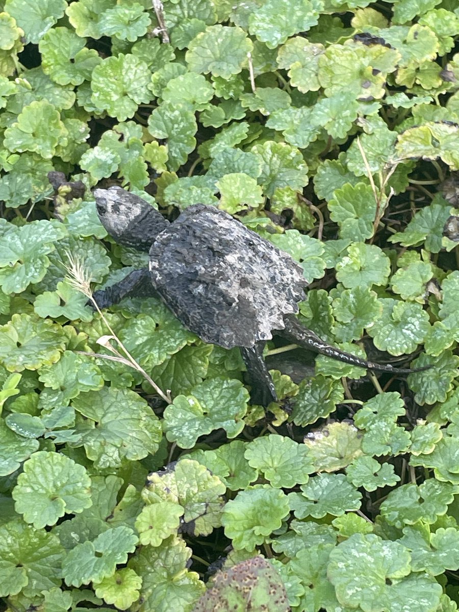 LaMuth Middle School tweet media