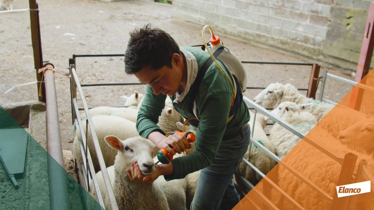 Levels of haemonchus are rising in the UK &amp; the warmer climate means it can survive almost anywhere. A good quarantine protocol can avoid bringing it on-farm, including:
•Use a Group 4 wormer
•Keep sheep off pasture for 24-48 hours post-drench
•Turn sheep out to dirty pasture