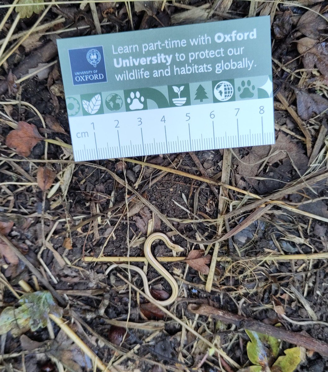 It's amphibian and reptile surveying time for our Ecological Survey Techniques students at @OxfordConted. Look at how teeny this slow worm is - only a few days old ♥ 
Also, our business cards rule (I'll let myself out now)! 📐