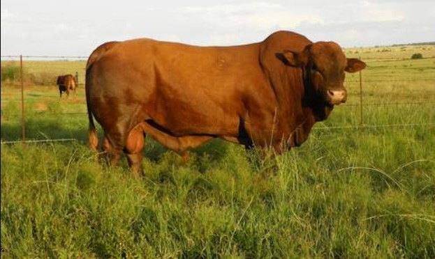 Farming Kenya tweet media