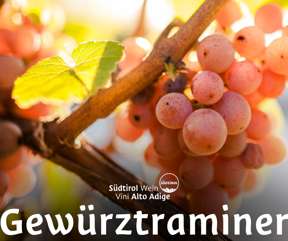 Gewürztraminer – a unique and aromatic wine. What is your best memory with a Gewürztraminer? Share it with us! 😄👇

#altoadigewines #südtirolwein #vinialtoadige #WeinErlebnisse #ViniRicordi #WineMemories