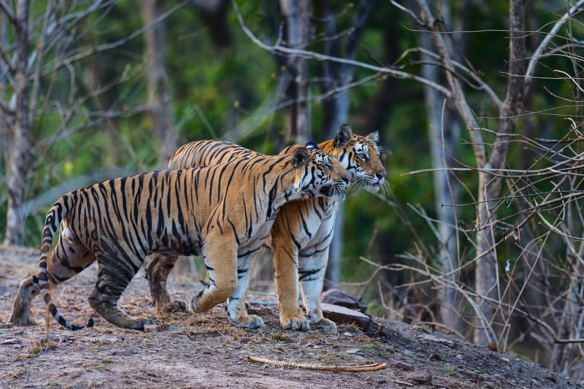 therealbaghira's tweet photo. Mother’s love. A touching moment of tiger cub embracing it’s mother #P652 in @PannaTigerResrv  #tiger #WildlifeWednesday https://t.co/h1AhDCVOoO