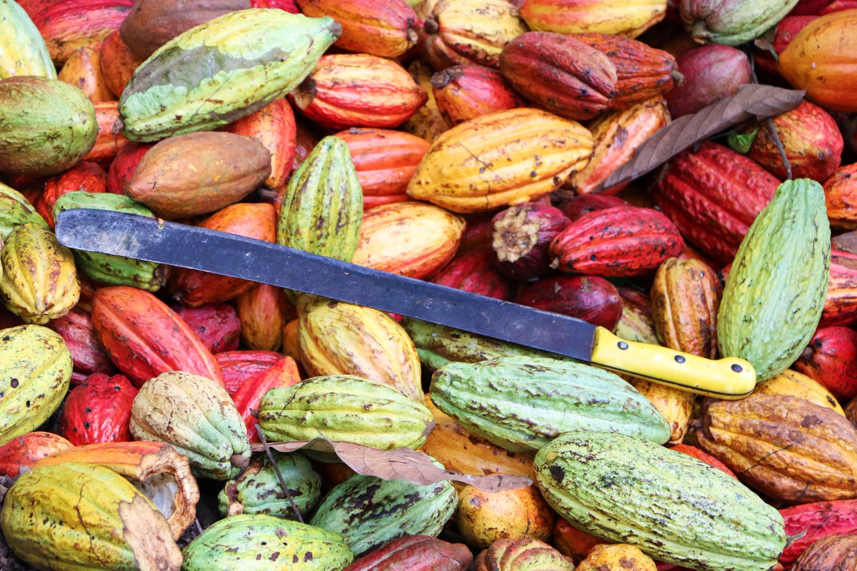 thecocoapost's tweet image. Ghana Announces 45% Increase in Cocoa Producer Price

thecocoapost.com/ghana-announce…