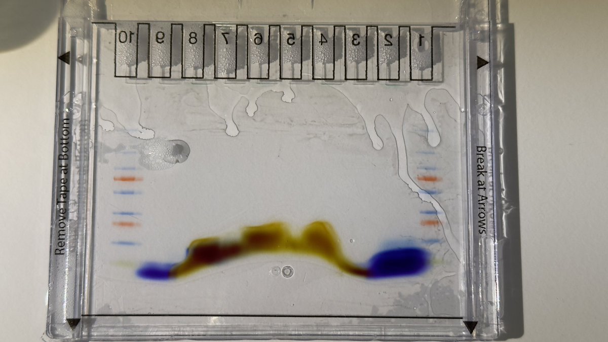 Me: “I missed WB! Let’s run my first gel after summer holidays 😍”.
The gel 😑: