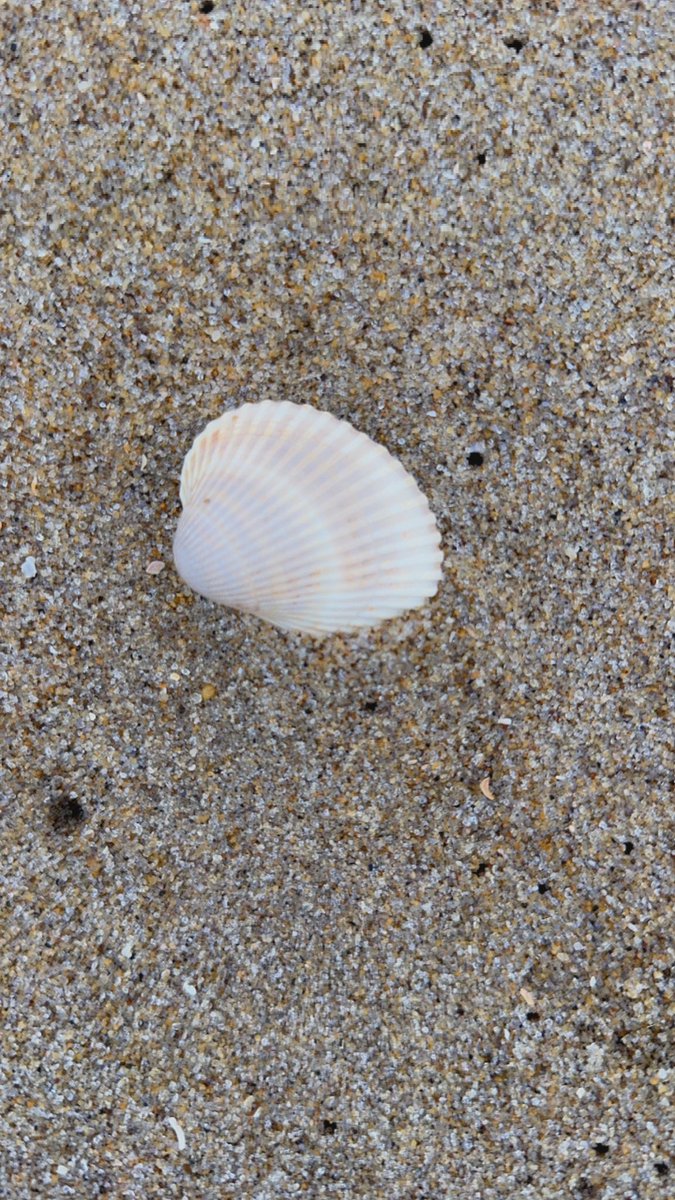 aapboliye3003's tweet image. Beach Time ❤️❤️

#shells #beach #waves #ocean