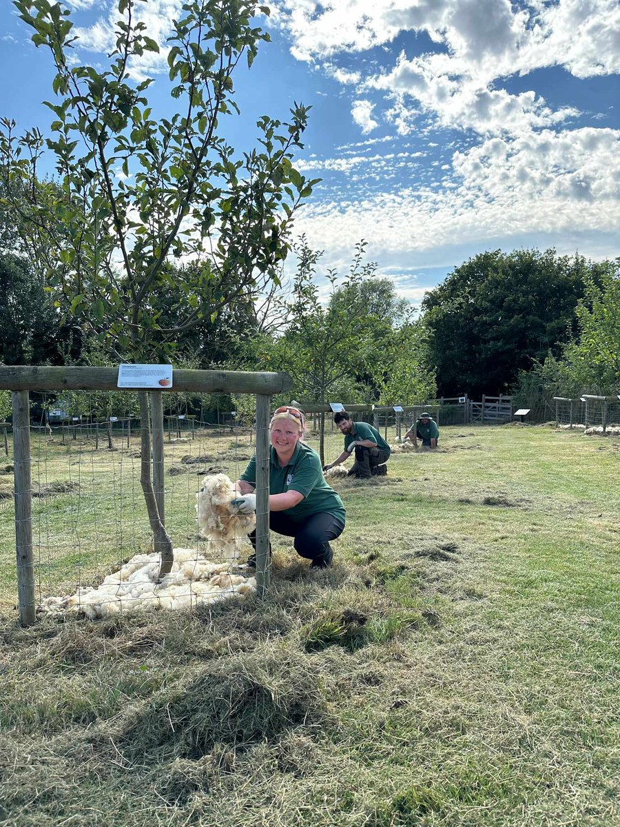 Our brilliant staff and volunteers have been busy in our orchard, getting it ready for Apple Week this October! 🍏

You can enjoy a guided tour of the Orchard this Apple Week - find out more on our website! 🍎

foodmuseum.org.uk/events/apple-w…