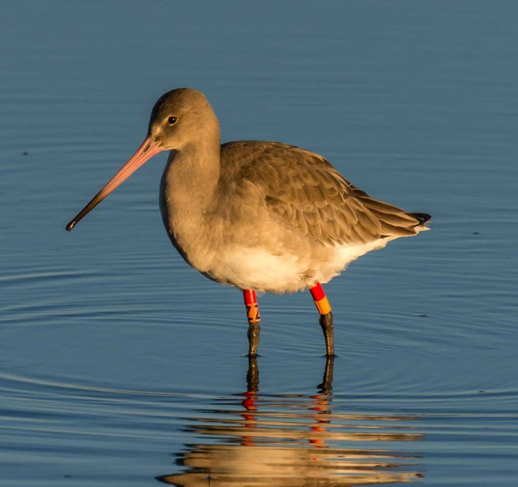 NEW PAPER in #ornithology shows that young #shorebirds rarely migrate to a different wintering area than the one they chose on their first #migration: buff.ly/4gnqK8S