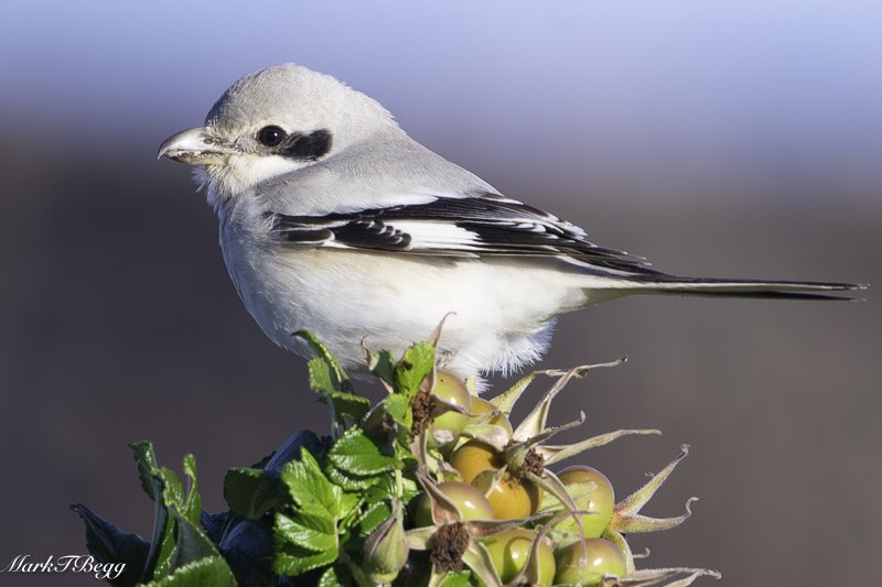 Mark Begg tweet media