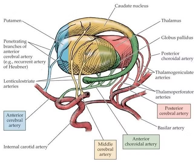 WalidoNeuroPedia tweet media