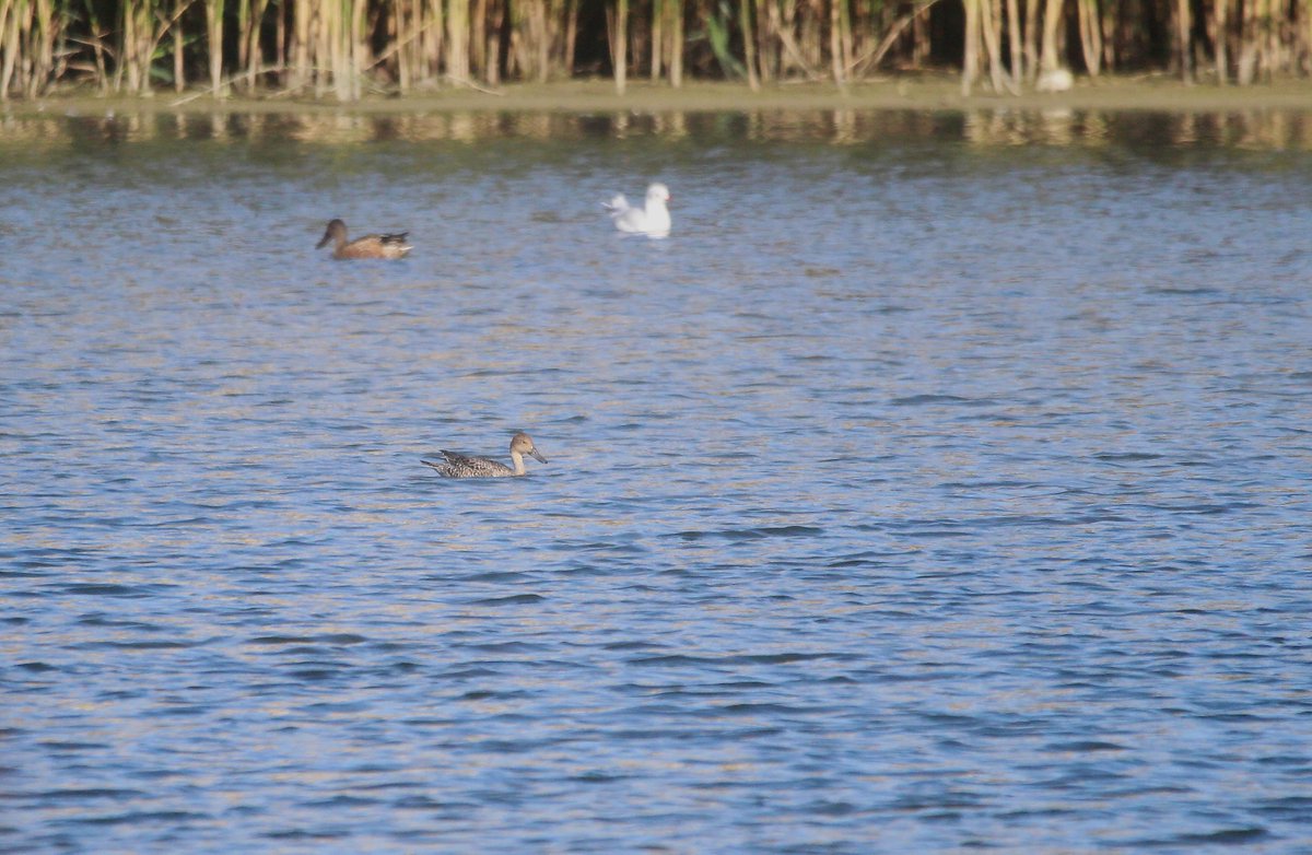 With well over 2000 visits to Woodberry Wetlands logged on @Birdtrack, site ticks are now few and far between. This female Pintail today was my 132nd species for the site, the first new once since Cattle Egret 3 years ago. #LondonBirds