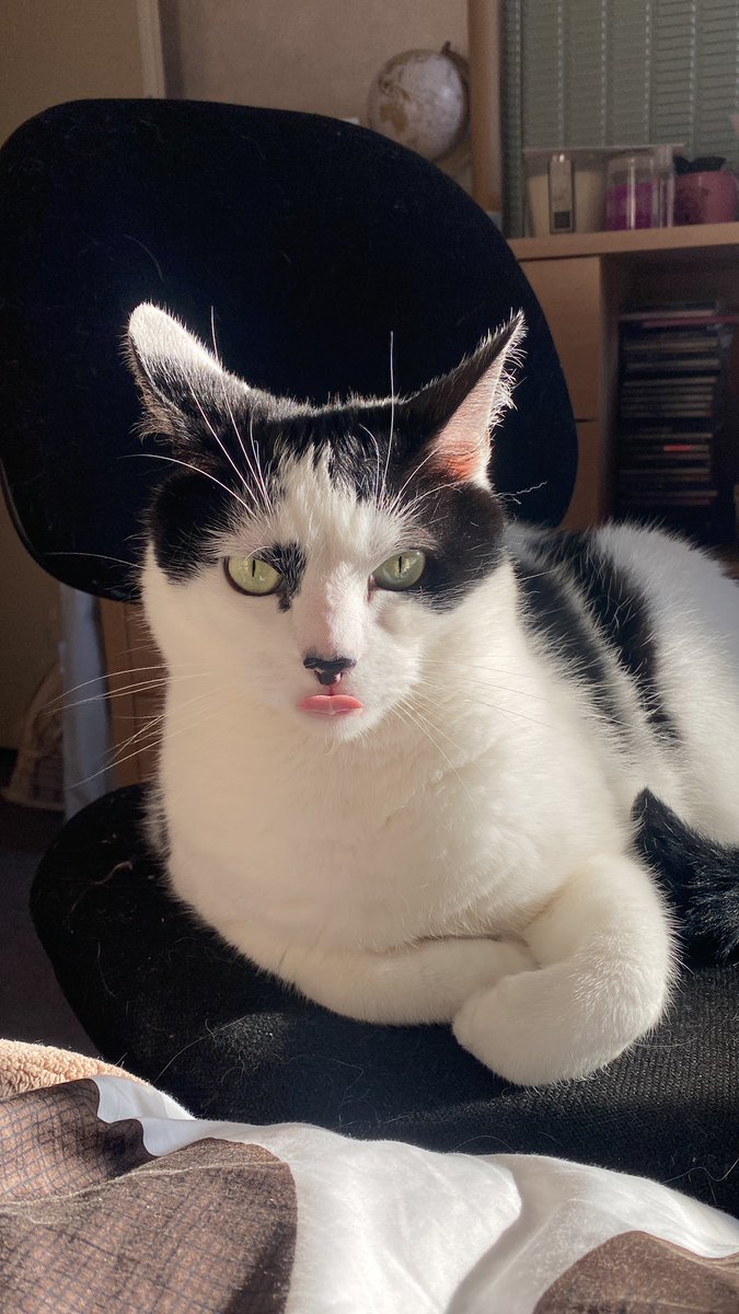 Groscar2's tweet image. Miaou miaou miaou miaou