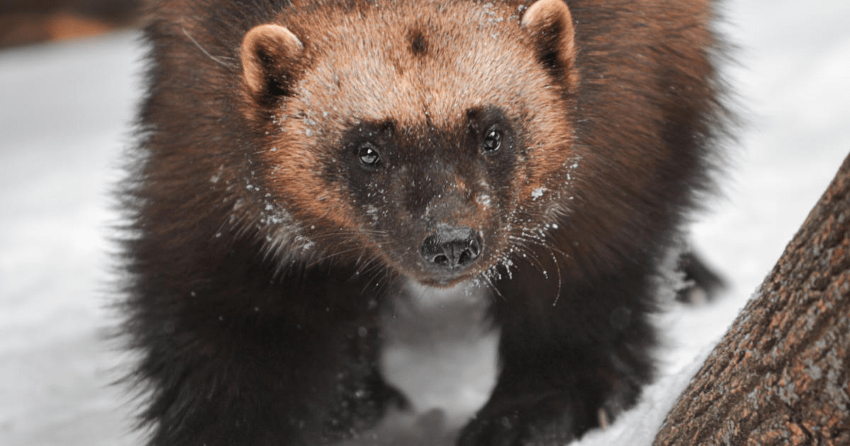 SE_Future's tweet image. Old Growth Logging Challenged in Bitterroot National Forest dlvr.it/TD6R68