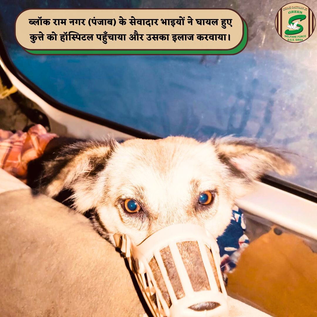 GreenSwelfares's tweet photo. The best way to find yourself is to lose yourself in the service of others. Shah Satnam Ji Green ’S’ Welfare Force Wing volunteers from Ram Nagar, Punjab, embodied this spirit by helping an injured dog🐕and arranging the necessary medical aid. Their selfless service truly makes a difference. #AnimalWelfare #AnimalRescue