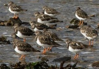Bird Aware Essex Coast tweet media
