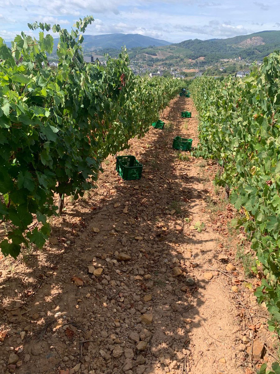 CRDOValdeorras's tweet photo. A #uvagodellodeValdeorras segue a ser a protagonista na #vendima que se desenrola na comarca.
Hoxe vemos a través das imaxes máis abaixo 👇 o traballo das adegas do noso @CRDOValdeorras:
📍 #AlandeVal @ALANDEVAL
📍 #HaciendaUcediños @ucedinos
#50aniversariodoplanrevival https://t.co/yVkuuXLvno