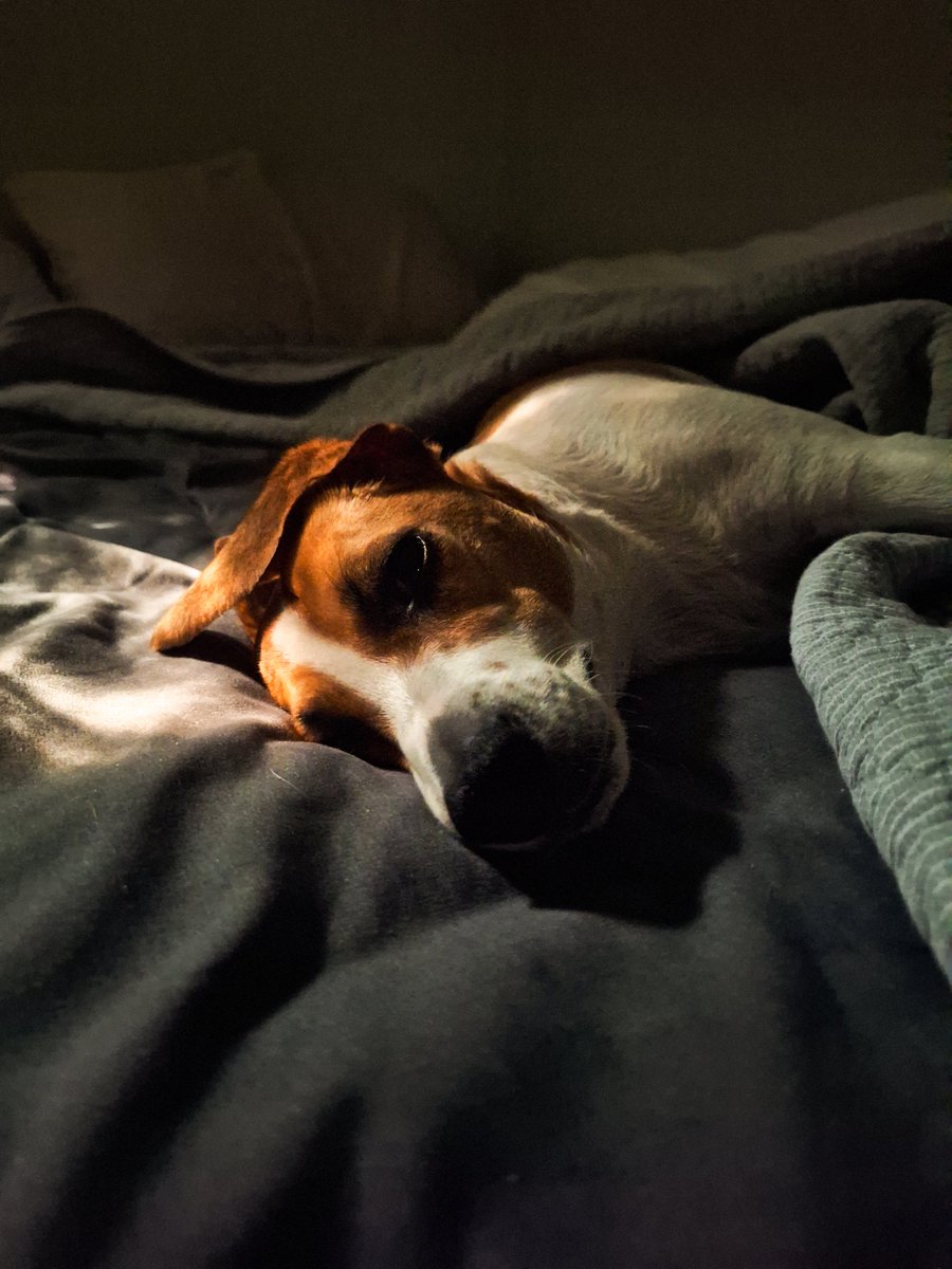 PennyBeanz's tweet photo. Good Mourning 🐾💕🙏
Today, the world remembers 2001
My Hooman, it is the same, but he remembers 9•11•2018, the day he lost his Mom
It's the first year without his Dad to share amazing laughs, tears and memories
The air, the day, the work is all heavy in the sunbeams
#911Day https://t.co/aU2dnNIWgI