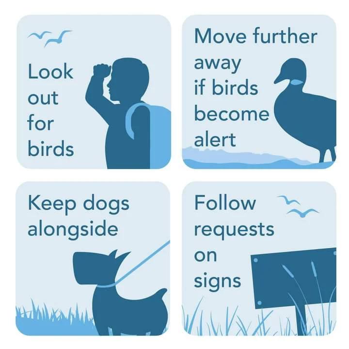 Bird Aware Essex Coast tweet media