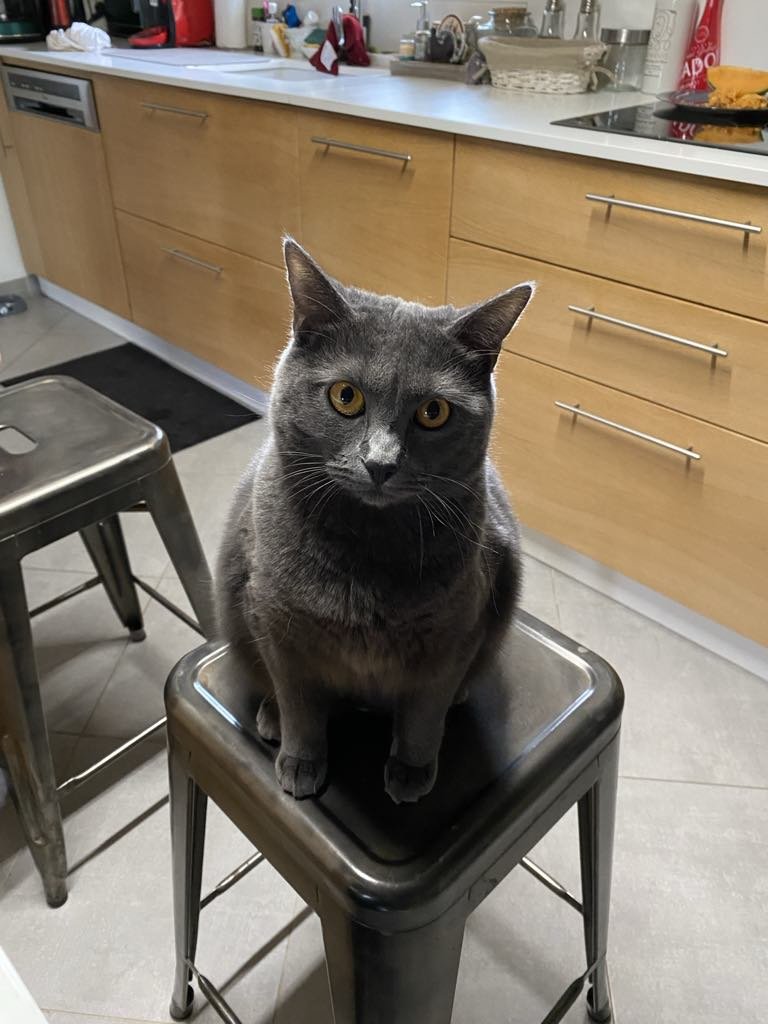 valonia_art's tweet image. [URGENT]

J'ai vraiment besoin de vous. Notre chat Uma a disparu depuis ce matin... Ce chat compte énormément pour nous, elle est née l'heure même où ma soeur naty est morte💫

On l'aime par-dessus par pitié, RT ce tweet 🩶 Secteur : Amilly, rue des chatelains (Loiret 45)