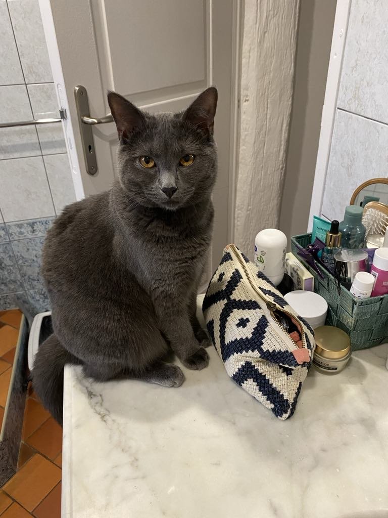 [URGENT]

J'ai vraiment besoin de vous. Notre chat Uma a disparu depuis ce matin... Ce chat compte énormément pour nous, elle est née l'heure même où ma soeur naty est morte💫

On l'aime par-dessus par pitié, RT ce tweet 🩶 Secteur : Amilly, rue des chatelains (Loiret 45)