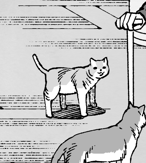 次号掲載予定のいい感じの顔の猫ちゃん。 