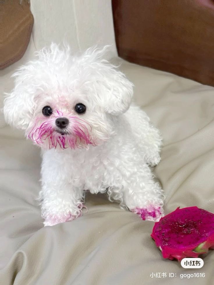 twaniimals's tweet photo. ㅤ https://t.co/m5Jad5csHP