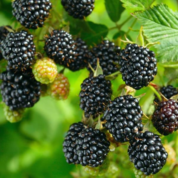allotmentonline's tweet photo. Weβre approaching that time of year again when we are planting bare roots and pruning!
James McIntyre & Sons have some handy tips here:
https://t.co/YaxruM8oO9
#allotmentfruit #growingfruit #blackberries https://t.co/ggpauJYnyx