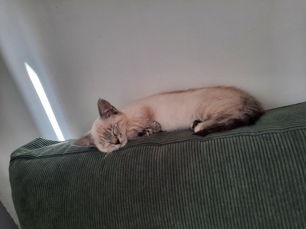 Clea_Bellin's tweet photo. Je vous ai déjà parlé de notre petite boule de poil ? https://t.co/eHK2MZq0wy