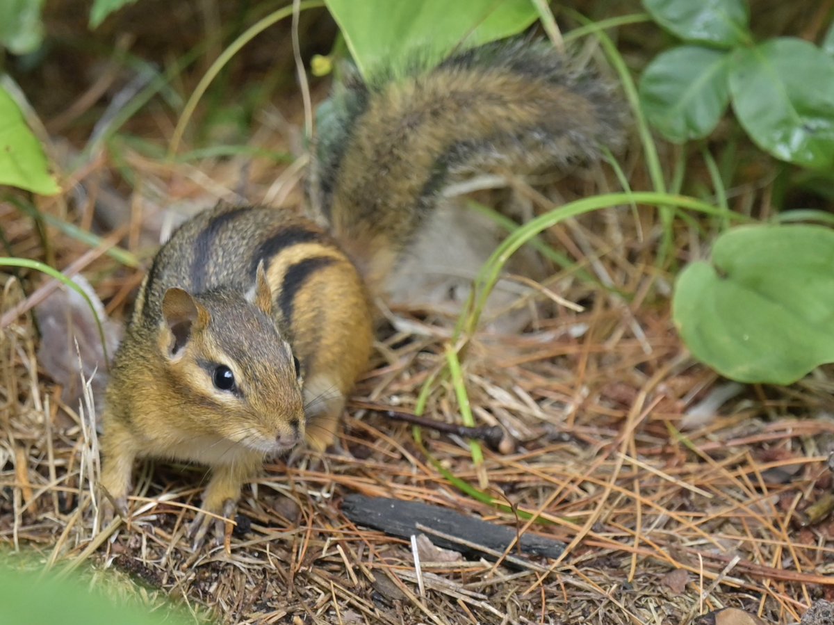 Anybody need a chipmunk picture?