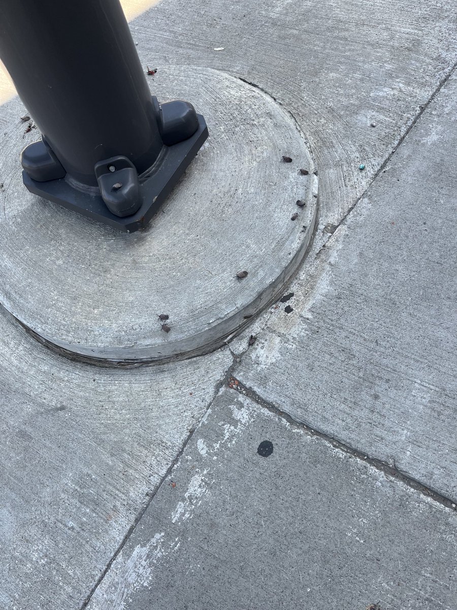 R_Stupka's tweet photo. Literally dozens of of the spotted lanternflies as I walk through east bank of the flats here in Cleveland. A disaster in the making! https://t.co/zJ7TIsvZck