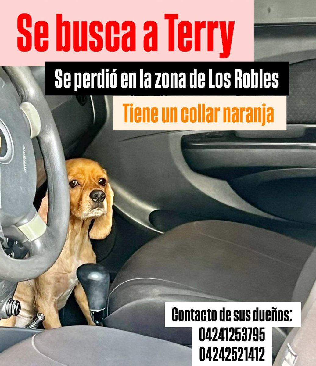 unt_elhatillo's tweet photo. #ServicioPublico | Responde al nombre de Terry, se perdió en la mañana de hoy 11/09 por la zona de Los Robles, El Hatillo, tiene una cadena naranja. Si lo ven por favor comunicarlo. https://t.co/GLIlDmdq24